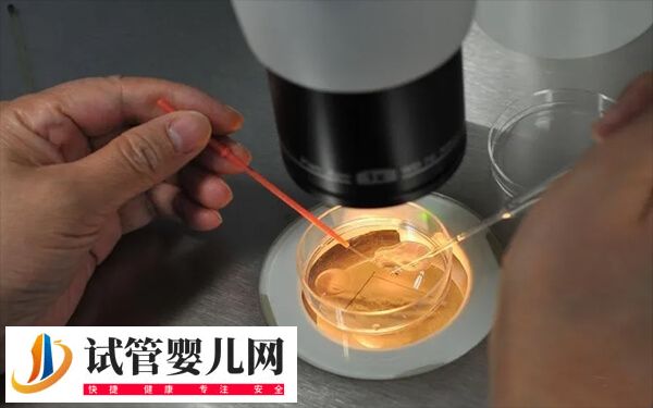 取了2个卵成功率有多少