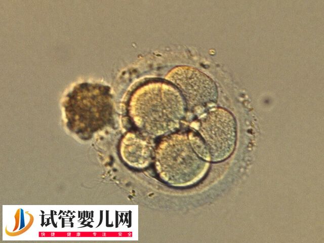 体外培养7天的囊胚质量怎么样