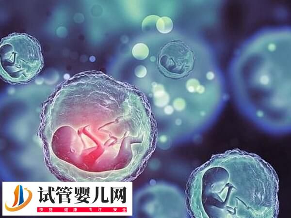 鲜胚和囊胚移植的优缺点有哪些