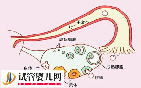 排卵期小腹坠痛就立刻同房怀孕几率多大(图1)