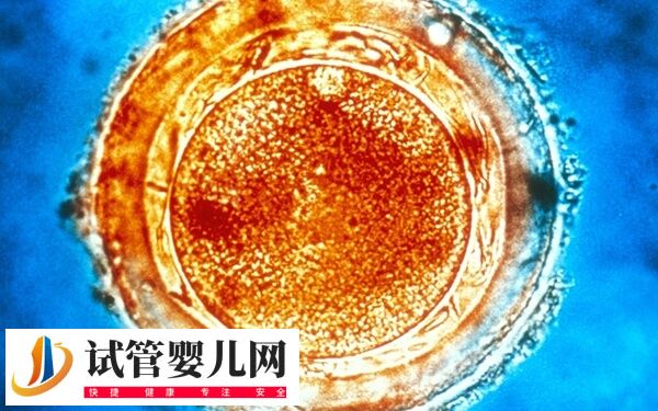 d6囊胚移植成功率高不高(图1)