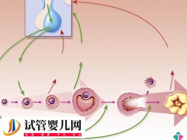 试管促排方案都适合哪些人