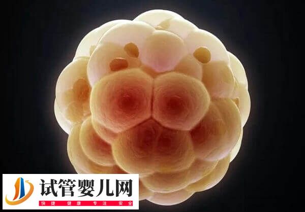 卵泡发育哪些阶段会出现闭锁(图2)