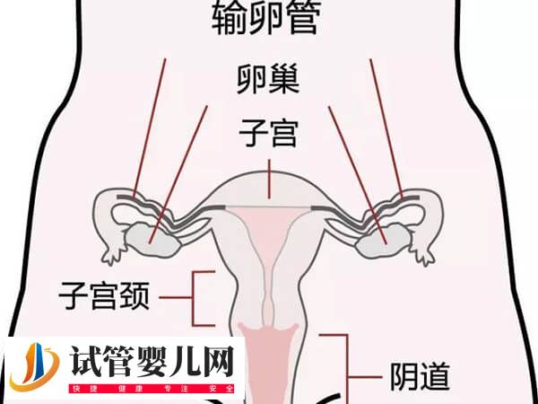 子宫切除后怎么保养比较好(图1)