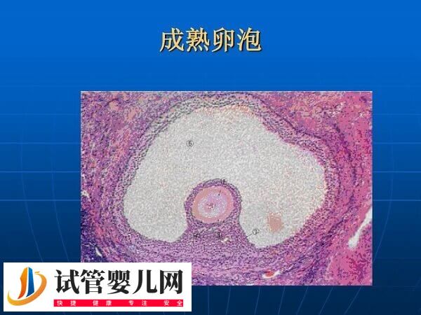 促排用多久普丽康取卵(图4)