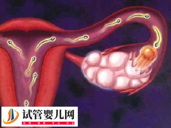 输卵管不孕能不能做试管婴儿(图1) 输卵管不孕能不能做试管婴儿(图1)