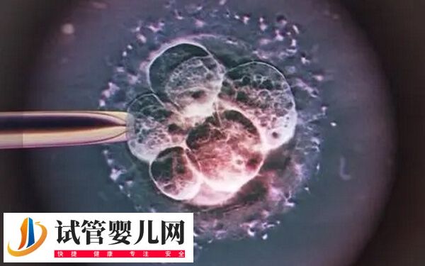 优质囊胚为什么会失败(图2)