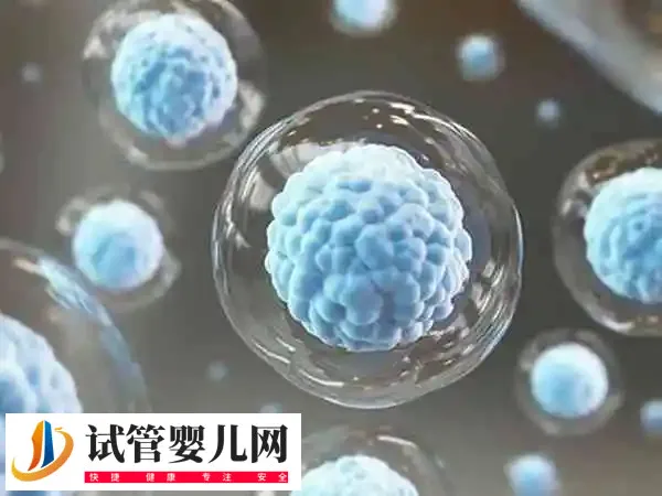 试管养囊的标准是什么(图1)