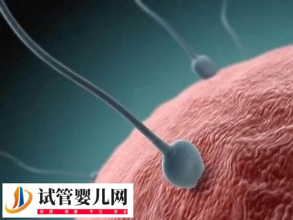 免疫不孕13项都要查哪些(图1) 免疫不孕13项都要查哪些(图1)