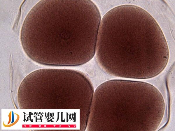 49岁卵泡刺激素73还能不能来月经(图1)