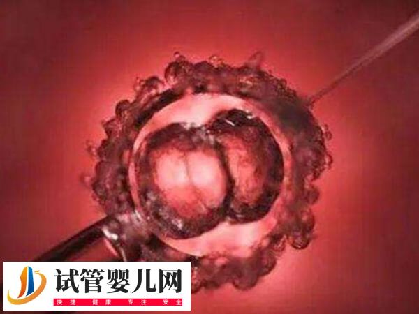 试管胚胎透明带厚的原因是什么(图2)