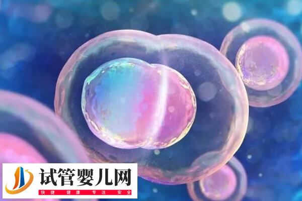 囊胚移植2个变成双胞胎的概率高不高(图1)