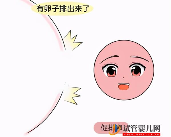 做试管的你要知道促性腺激素，释放激素是什么意思！(图4)