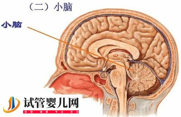 三代试管能筛查哪些遗传病(图5) 三代试管能筛查哪些遗传病(图5)