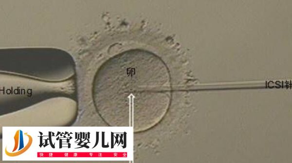 取12个卵配成2个胚胎正不正常(图1) 取12个卵配成2个胚胎正不正常(图1)