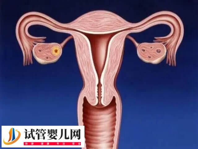 子宫内膜薄能不能做试管婴儿(图2) 子宫内膜薄能不能做试管婴儿(图2)