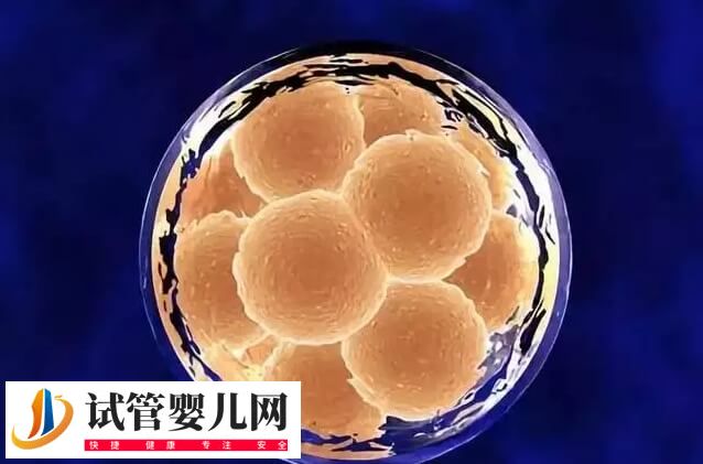 囊胚3bb移植的成功率多少(图1) 囊胚3bb移植的成功率多少(图1)