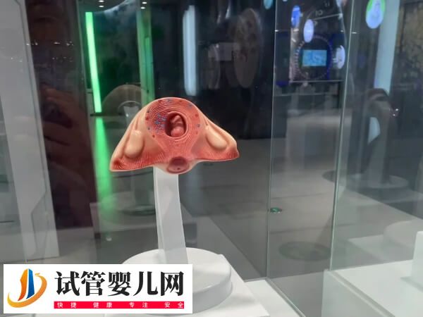 单角子宫试管可不可以移植2个胚胎(图2)
