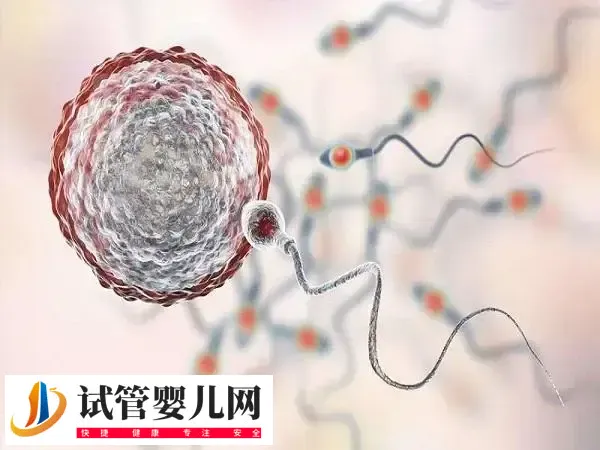 试管胚胎移植后注意哪些事项成功率高(图1)