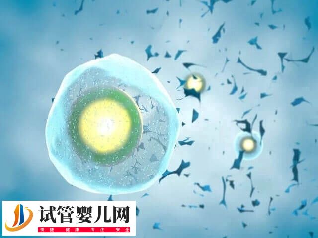 试管移植宫外孕有没有感觉(图1) 试管移植宫外孕有没有感觉(图1)